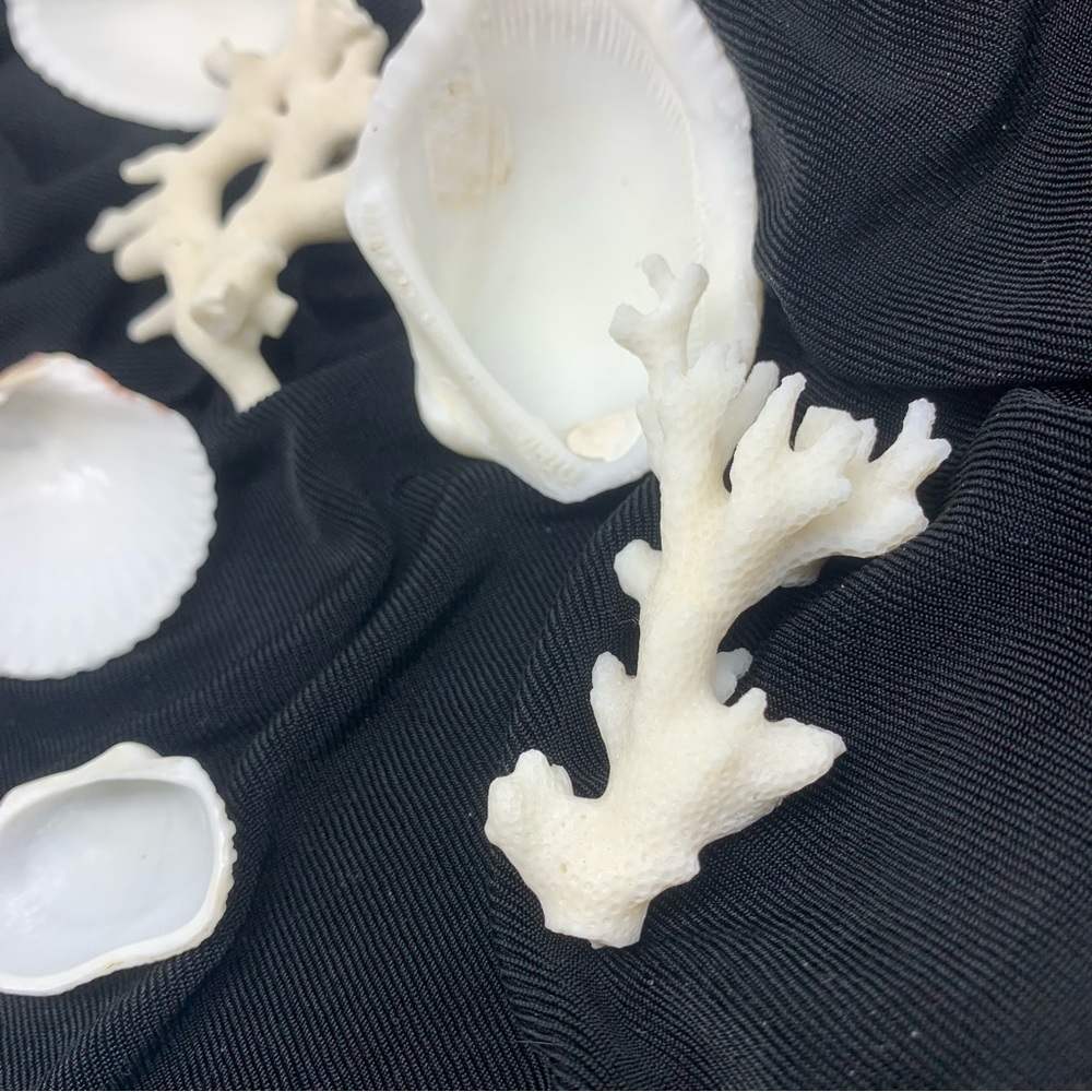 Vintage Shells and Coral from Beach in San Juan, Puerto Rico circa 1972 - Picture 4 of 6